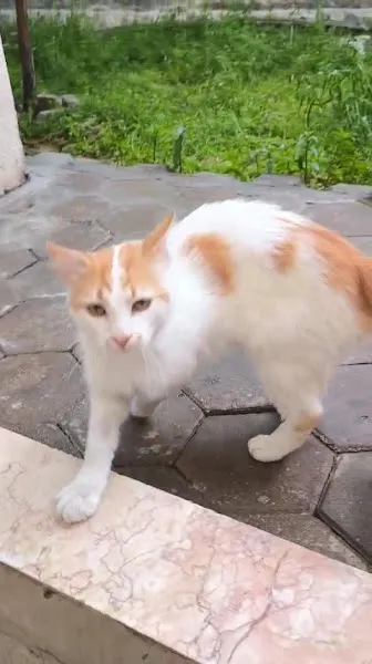 Tepebaşı Veteriner Kliniği Eskişehir foto 2