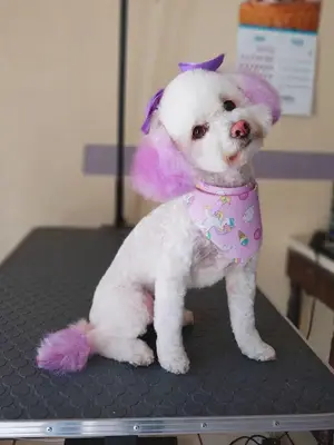 Ünalan Pet kuaför 💈🐶 fotoğrafı
