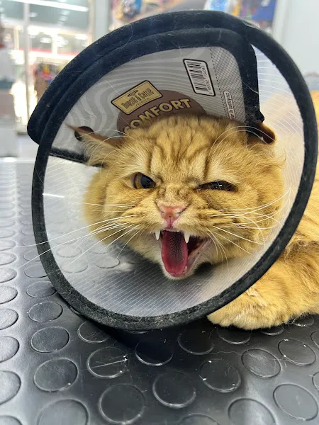 Ünalan Pet kuaför 💈🐶 foto 2