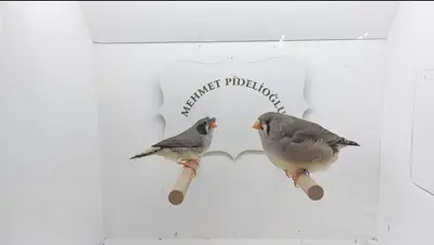 Zebra Finch Türkiye