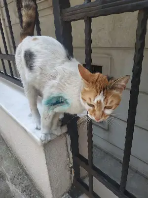 Kağıthane Belediyesi Veteriner Kliniği