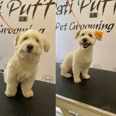 Pati Puff Pet Kuaför