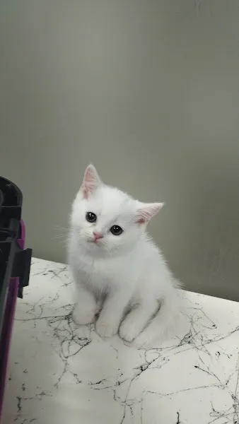 DÜZCE ALPHA VETERİNER KLİNİĞİ foto 2