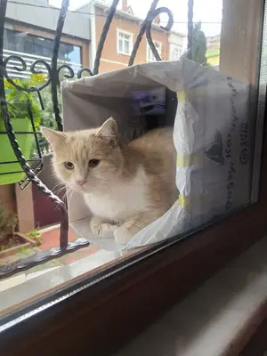 Kadıköy Belediyesi Veteriner İşleri Müdürlüğü
