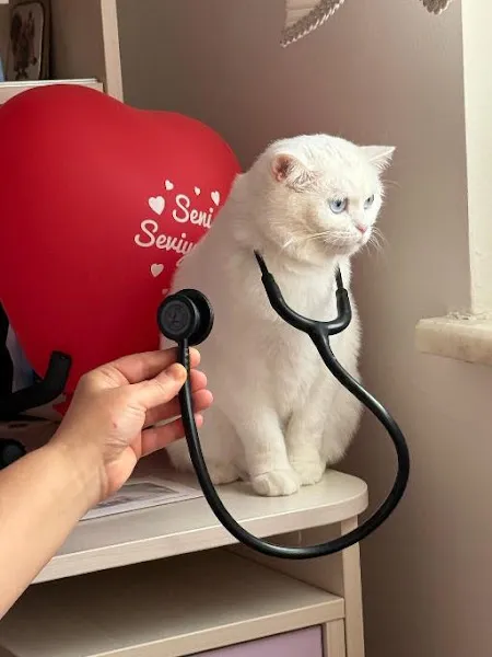 Beethoven Veteriner Kliniği foto 1
