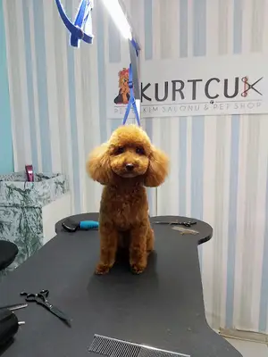 Kurtçuk Pet Kuaför fotoğrafı