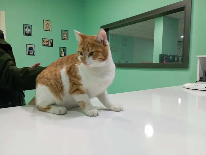 Etimesgut VetCor Veteriner Kliniği foto 2