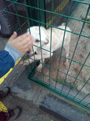 Yenimahalle Belediyesi Sahipsiz Hayvanlar Bakimevi