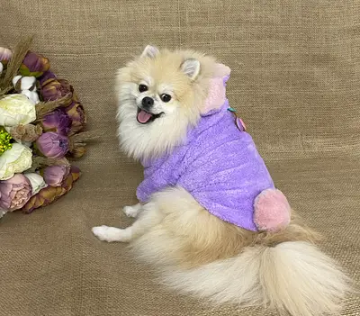 Maria Pet Fashion