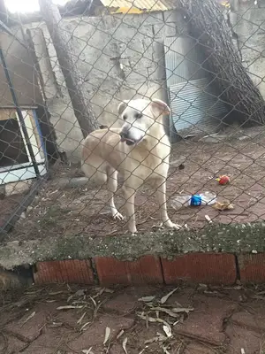 Reha Köpek Pansiyon Rehabilitasyon ve Eğitim Merkezi fotoğrafı