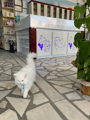 Alo Veteriner Kliniği