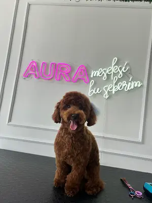 Aura Pet Grooming-Batıkent Pet Kuaför