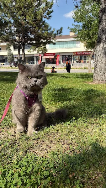 TIFIL PETSHOP 4 ( ERENKÖY ŞUBE ) foto 2