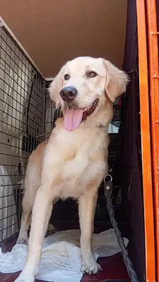 Bomonti Pet Taksi Türkiye
