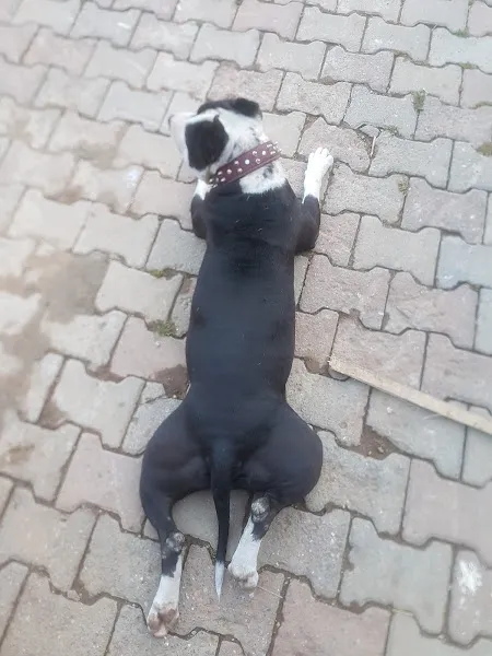 Von Grand Köpek Çiftliği Eğitim Merkezi foto 2