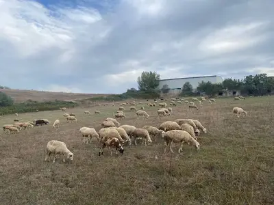 Adakçı Mahmut Yalova Adaklık - Yalova Kurbanlık