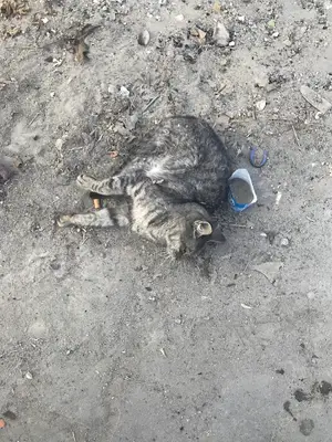 Söke Belediyesi Hayvan Barınağı