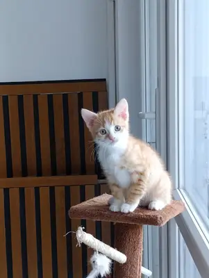Villa Mia Pet Otel Bağlıca ANKARA fotoğrafı