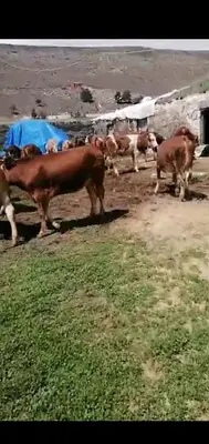 KARS Asafım Besi Hayvancılık fotoğrafı