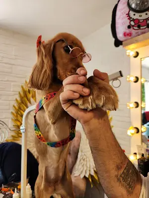 Arthur Pet Kuaför