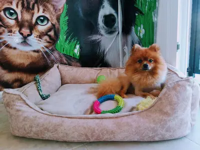 Kuşadası köpek eğitim uzmanı ( evinizde )