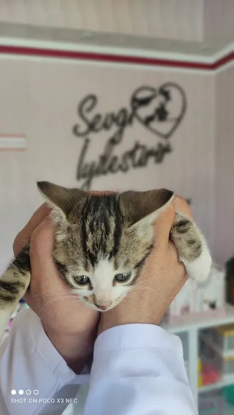 Uzman Şahin Veteriner Kliniği foto 1