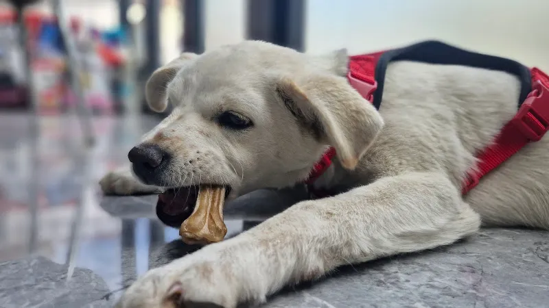 Uzman Şahin Veteriner Kliniği foto 2