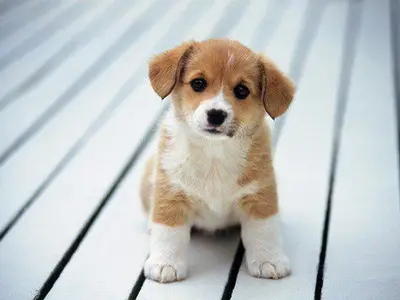 Empati Köpek Rehabilitasyon ve Bakım Merkezi