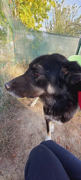 Empati Köpek Rehabilitasyon ve Bakım Merkezi foto 2