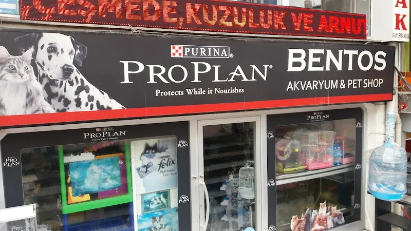 Bentos foto 1