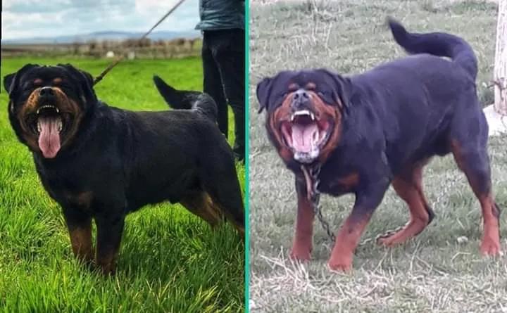 VON LASYU KENNEL / AFYON ROTTWEİLER foto 2