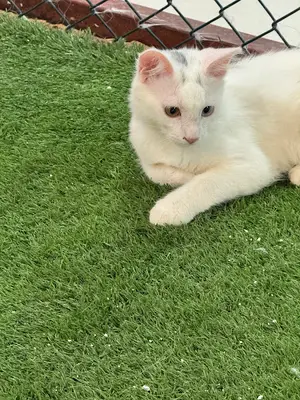 Turkish Van Cat Research Center