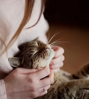Pet Sitter Ankara