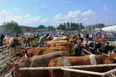 Çerkeş Belediyesi Hayvan Pazarı