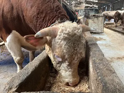 Seçgin Besicilik Çiftliği fotoğrafı
