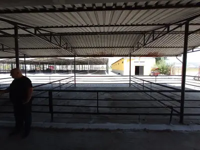 Aydın canlı hayvan pazarı