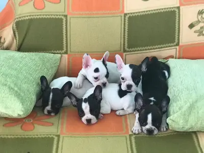 YAVRUPET ALTINOLUK KÖPEK ÇİFTLİGİ
