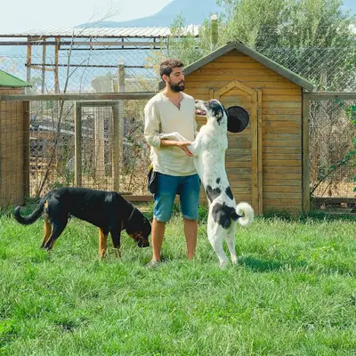 AC Köpek Eğitim fotoğrafı