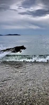Köpek Eğitmeni Ozan ERGUN fotoğrafı