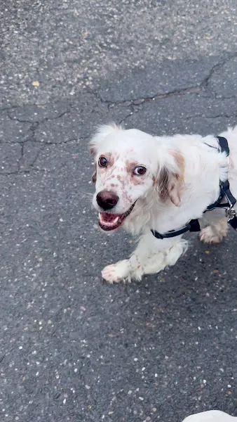 Köpek Eğitmeni Ozan ERGUN foto 2