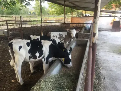 Kazdag Akca Hayvan Ciftligi