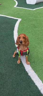 ÜMRANİYE BELEDİYESİ KÖPEK EĞİTİM MERKEZİ-ÜMKEM
