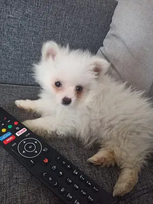 Mamoş köpek evi