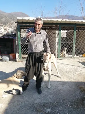 Düziçi köpek çiftliği