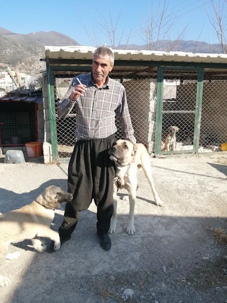 Düziçi köpek çiftliği foto 1