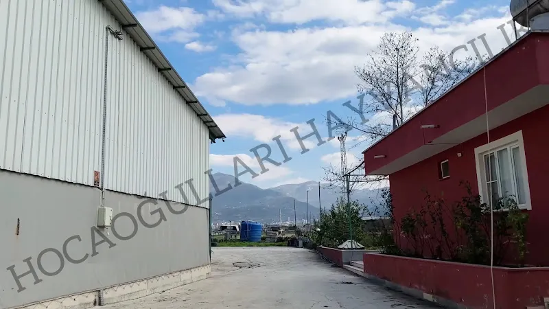Düziçi köpek çiftliği foto 2