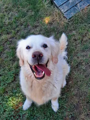 Pati Dog Club - Köpek Eğitimi Merkezi