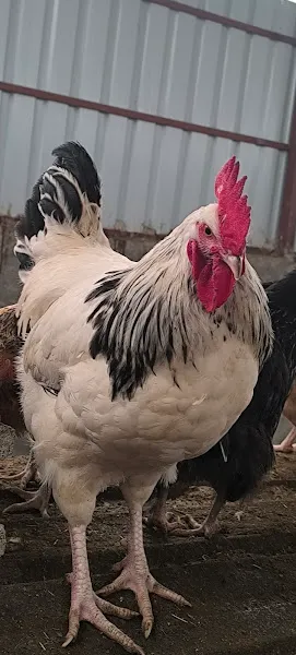 "Taza" Kanatlı Hayvan Çiftliği foto 2