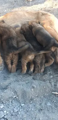 Dostlar Çiftliği Mamak fotoğrafı
