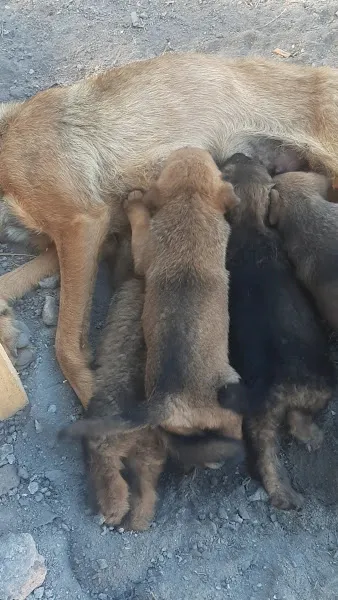 Dostlar Çiftliği Mamak foto 2